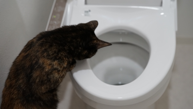 トイレを覗くねこ